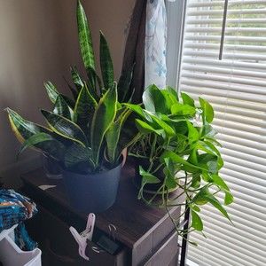 Meet your Posher, Nina